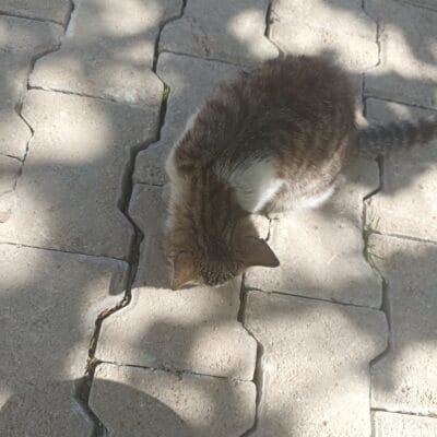 Minik kedi, parke taşları üzerinde yürüyüş yaparken gölgeler ve doğa manzarasıyla uyum içinde, sevimli ve meraklı bir kedi resmi.