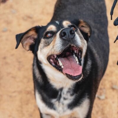 Tatlı köpek yavrusu oyun oynuyor sevimli evcil hayvan köpek bakım merkezi.