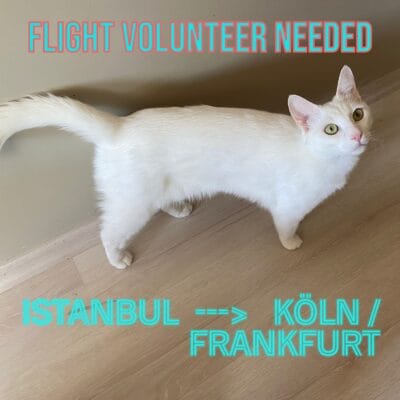 Yardımcı olmamı istediğiniz görselin içeriğini göremiyorum. Lütfen görseli yükleyin veya bana detayları anlatın.