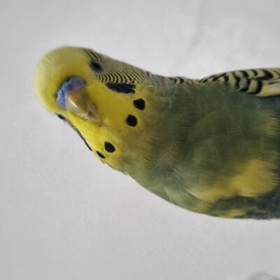 Çekici sarı ve siyah desenli muhabbet kuşu, gökyüzü rengi arka planda detaylı kuş kanatları ve yüz ifadeleriyle dikkat çekiyor.