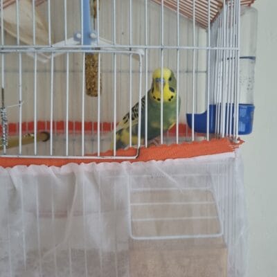 Kuş kafesi, içindeki muhabbet kuşlarıyla sokak hayvanları portalı, hayvan barınakları ve kurtarma çalışmalarıyla ilgili görsel.