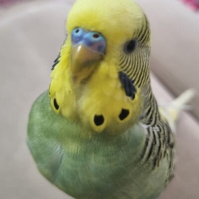 Sevimli muhabbet kuşu, renkli tüyler ve güzel yüz ifadesiyle dikkat çekiyor, evcil hayvan olarak ideal seçenek.