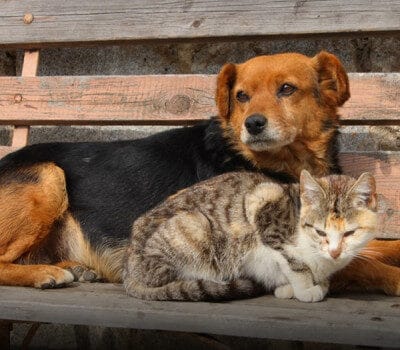 Sevimli sokak köpeği ve kedi birlikte otururken, doğal ortamda dayanışma ve arkadaşlık gösteriyor. Çocuklar ve hayvanlar arasındaki sevgi dolu anlar, sokak hayvanlarının bakımını ve korunmasını vurgular. Bu görüntü, hayvan sevgisi ve toplumsal farkındalık için idealdir.