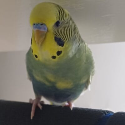 Yumurtalık ve vücut desenleriyle turuncu ve yeşil renkli muhabbet kuşu, evcil kuşlar, kafes kuşları, doğada yaşayan sevimli hayvanlar, kuş bakımı, pet kuş resimleri, kuş sahiplenme ve bakım rehberi, kuş eğitimi, kuşlar hakkında bilgi.