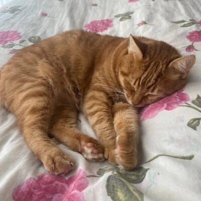 Sağlıklı tıpkırrenk kedinin uyuyor, konforlu ve huzurlu yatarken, rahat ve yumuşak yatak üzerinde, fotoğraf odaklı, evcil hayvan kedi görüntüsü, ev ortamı, doğa ve sakinlik teması.