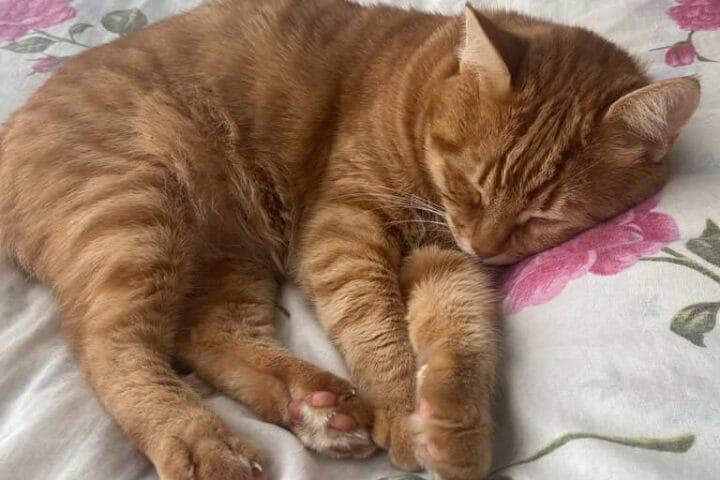 Sağlıklı tıpkırrenk kedinin uyuyor, konforlu ve huzurlu yatarken, rahat ve yumuşak yatak üzerinde, fotoğraf odaklı, evcil hayvan kedi görüntüsü, ev ortamı, doğa ve sakinlik teması.