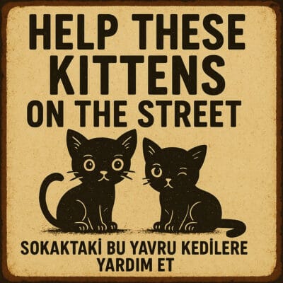 Sevimli kedilere yardım edin sokakta kalan yavru kedilere sevgi ve şefkat gösterme çağrısı, sokakta kedi kurtarma ve bakım için farkındalık oluşturur.