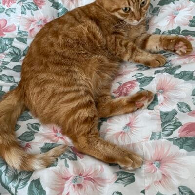 Canlı, turuncu benekli kedi yatakta, çiçek desenli yastık ve nevresimlerle çevrili, rahat ve sevimli görüntüsüyle evcil hayvan, kedi fotoğrafı.