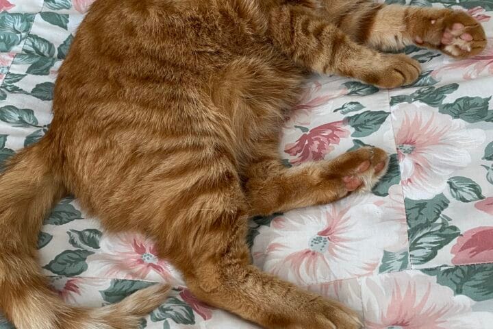 Canlı, turuncu benekli kedi yatakta, çiçek desenli yastık ve nevresimlerle çevrili, rahat ve sevimli görüntüsüyle evcil hayvan, kedi fotoğrafı.