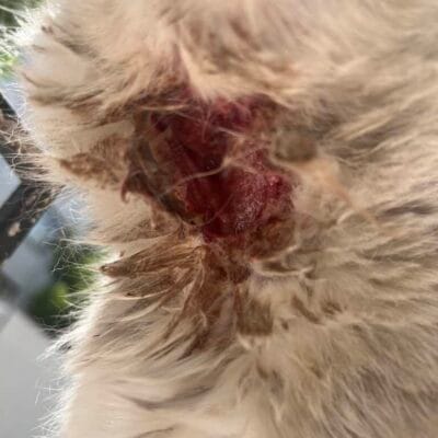 Yaralı sokak kedisi, acil veteriner müdahalesi gerektiren vaka, hayvan kurtarma ve bakım sitesi, sokak hayvanları ciddi yaralanma.