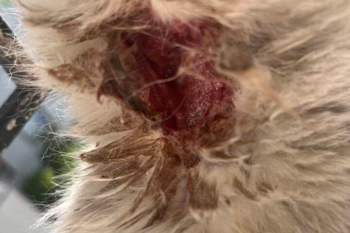 Yaralı sokak kedisi, acil veteriner müdahalesi gerektiren vaka, hayvan kurtarma ve bakım sitesi, sokak hayvanları ciddi yaralanma.