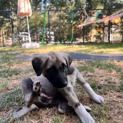 Sevimli köpek yavrusu, bahçe ortamında oyun oynarken, doğal ve huzurlu köpek bakımı, evcil hayvan sevgisi, köpek eğitimi ve sokak hayvanları farkındalığını temsil eden fotoğraf.