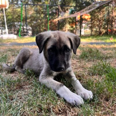 Sevimli yavru köpek, doğal ortamda yeşillikler içinde yatarken. Tüyleri kısa ve renkli, kulakları büyük ve sevecen bakışlarıyla dikkat çekiyor.