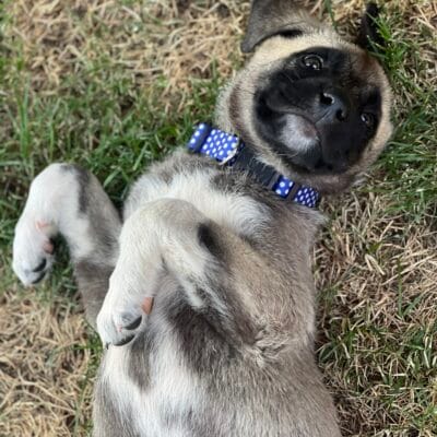 Sevimli yavru köpek, yeşil ve kuru çim üzerinde sırt üstü yatarken. Mavi puanlı tasmasıyla mutlu ve oyuncu bir köpek, açık hava ortamında, doğal bir ortamda.