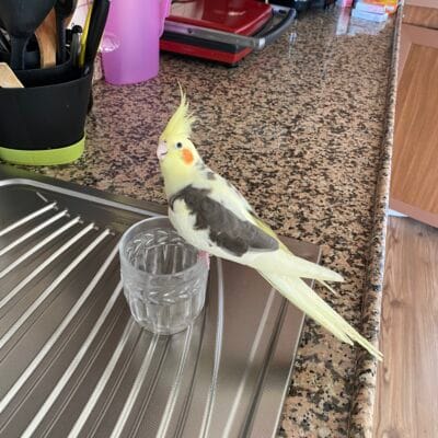 Rengarenk muhabbet kuşu mutfak tezgahında su kabı üzerinde duruyor, evcil hayvan sevgisi ve kuş bakımı ile ilgili içerik için uygun.