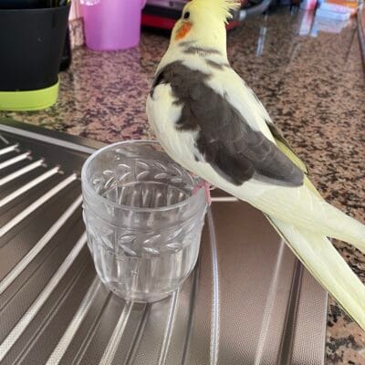 Kanarya, su bardağıyla mutfakta oturuyor, mutfak tezgahı ve çeşitli ev eşyaları arka planda görülüyor.