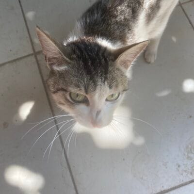 Yabani kedi, sokak hayvanları portalı, gönüllü hayvan koruma, sokakta bulunan kedi, sevimli sokak hayvanları, Türkiye'de sahipsiz kedi, hayvan severler, doğa ve hayvan fotoğrafı, sokak kedisi, kediyi sevelim.