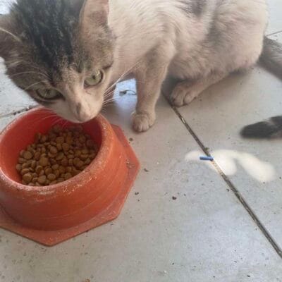 Kedi ve mama kabı, sokak hayvanları için beslenme alanı, hayvan kurtarma ve bakım, sokak hayvanlarını destekleme, hayvanseverler, sokak hayvanları portalı, hayvan rehberi.