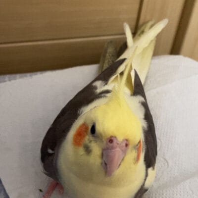 Sevimli muhabbet kuşu, yuvaya yakın çekim, evcil hayvanlar, sokak hayvanları portalı.