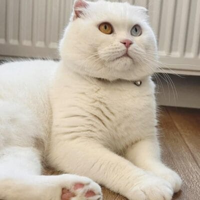 Aynada farklı renklerde gözlü sevimli kedi, beyaz kürklü, rahat pozisyonda iç mekan ortamında.