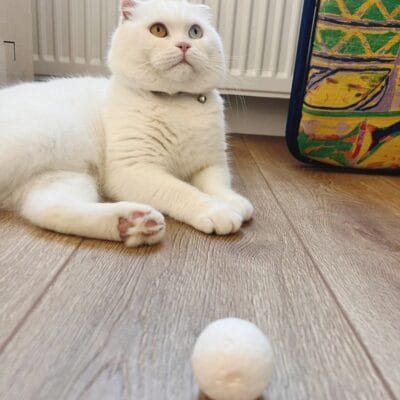 Yüksek kaliteli beyaz kedi, odada oyuncak top ile oynarken eğlenceli ve sevimli anlar sergiliyor.