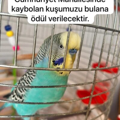 Kuş figürlü kafes içindeki muhabbet kuşu, sokak hayvanları portalı amacıyla kurtarılmış ve koruma altına alınmış pet kuş.