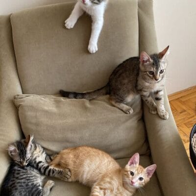 Yabani kediler ve sokak hayvanları ile ilgili destek ve bilgi portalı, kurtarma ve barınma hizmetleri.