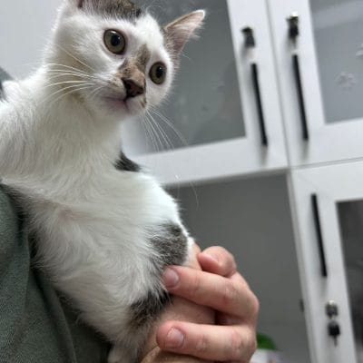 Yabani kedi yavrusu, sokak hayvanları portalı, hayvan severler, sokak hayvanlarının korunması, kedi bakımı, sokak hayvanlarına yardım, sevimli sokak hayvanları.