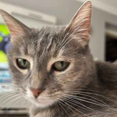 Sokak hayvanları portali kedisi, sokak hayvanları koruma, hayvan severler, pet bakımı, kediler ve sokak hayvanları, Kırıkkuyruk sokak hayvanları portalı images.