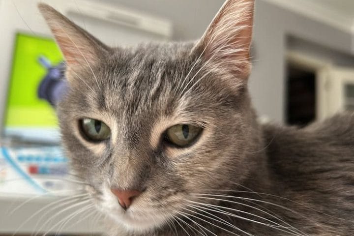 Sokak hayvanları portali kedisi, sokak hayvanları koruma, hayvan severler, pet bakımı, kediler ve sokak hayvanları, Kırıkkuyruk sokak hayvanları portalı images.