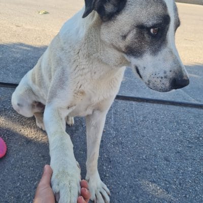 Köpek dostu sokak hayvanları, sevgiyle tutulan köpek, sokak hayvanları portalı, yardım ve sahiplendirme, kedi ve köpek kurtarma, hayvanseverler için bilgi, sokakta yaşayan hayvanlar, barınak dışı hayvanlar, hayvan kurtarma çalışmalarına destek.