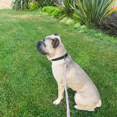 Köpek bahçe çim park sokak hayvanları portalı, köpeklerin bakımı ve eğitimi, sokak hayvanları koruma sitesi, sevimli köpekler ve hayvanlar, Kırık Yükürk Sokak Hayvanları Portalı.