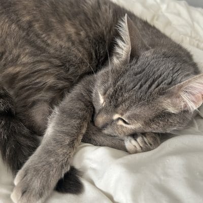 Yavru kediler uyurken sevgi dolu anlar, sokak hayvanları portalı için uygun bir görsel.