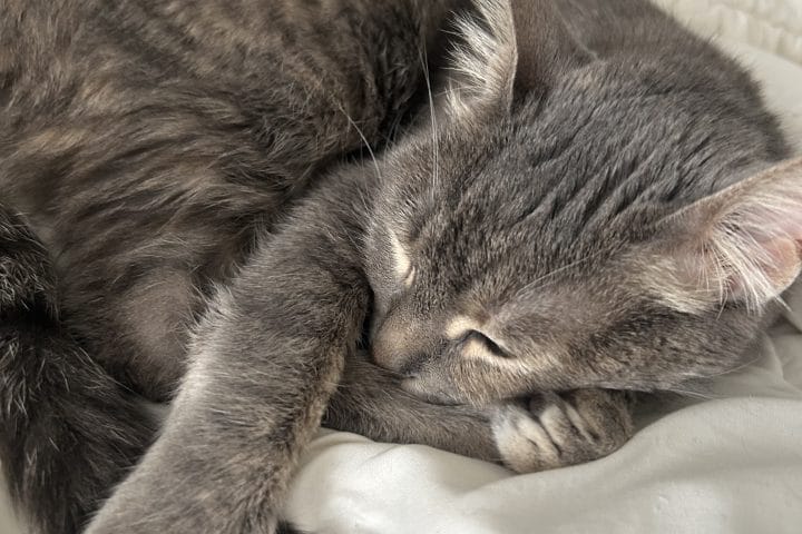 Yavru kediler uyurken sevgi dolu anlar, sokak hayvanları portalı için uygun bir görsel.