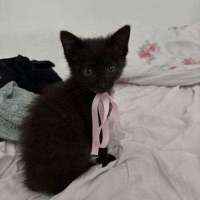 Minyatür siyah kedi yavrusu naturel ortamda, pembe kurdale ile sevimli ve oyuncu sokak hayvanları, evcil kediler, hayvan bakımı, sokak hayvanları portalı.
