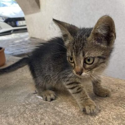 Minik yavru kedi, sokak hayvanları ve sahipsiz minik kediler için önemli bir yardım ve sevgi kaynağı, Kedi koruma ve bakımı, sokak hayvanları portalı.