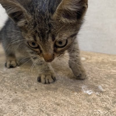 Minik kedi yavrusu, sokak hayvanları portalı, sevimli ve oyuncu kedi, sokağa bırakılmış kedi, hayvan kurtarma ve sahiplendirme, Türkiye'nin sokak hayvanlarına yardım platformu.