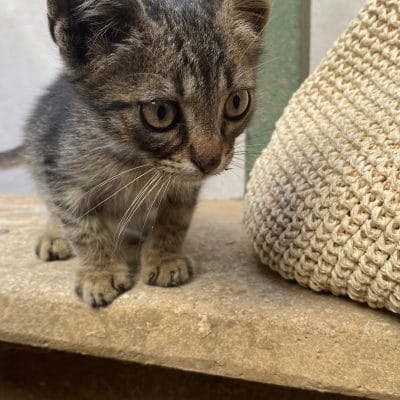 Minik yavru kedi, sokak hayvanları portalı, hayvan koruma, sevimli kedi, sokakta kalan kedi, kedi bakımı, kedi fotoğrafı, hayvan sevgisi, sokak hayvanları, ücretsiz evlat edinme.