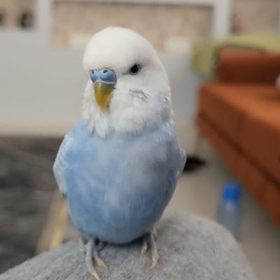 Kırık beyaz mavi papağan, sokak hayvanları portalı, evcil hayvan rehabilitasyonu, kuş bakımı, hayvan koruma, sokak hayvanları sevmek ve korumak, kuşlar ve evcil dostlar, hayvanseverlik ve hayvan kurtarma.