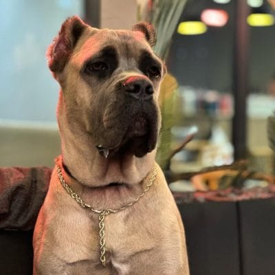 Dogo Argentino köpeği, güçlü ve sadık evcil hayvan, sokak hayvanları koruma ve sahiplendirme, hayvan sevgisi ve hayvan kurtarma, köpek bakımı ve sahiplendirme için uygun.
