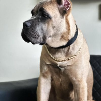 Küçük ve büyük baş hayvanlar için uygun, sadık ve sevgi dolu köpek fotoğrafı, sokak hayvanları ve hayvanseverler için uygun, iyi bakımlı ve sevimli köpek görüntüsü.