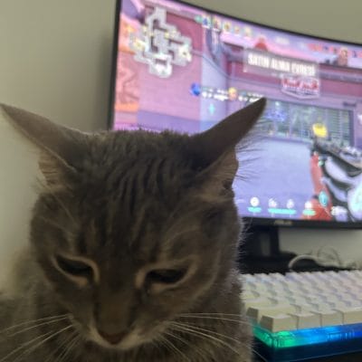 Kedi ve bilgisayar oyunu, sokak hayvanları portalı, hayvan kurtarma ve bakım, sevimli evcil hayvan, hayvan severler için içerik.