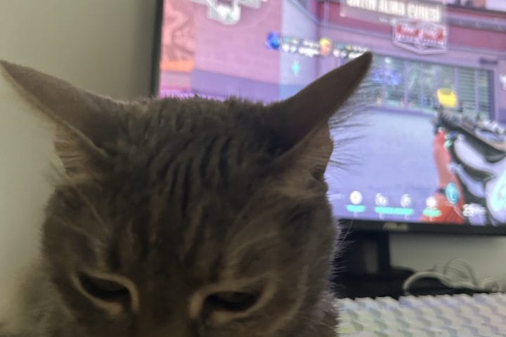 Kedi ve bilgisayar oyunu, sokak hayvanları portalı, hayvan kurtarma ve bakım, sevimli evcil hayvan, hayvan severler için içerik.