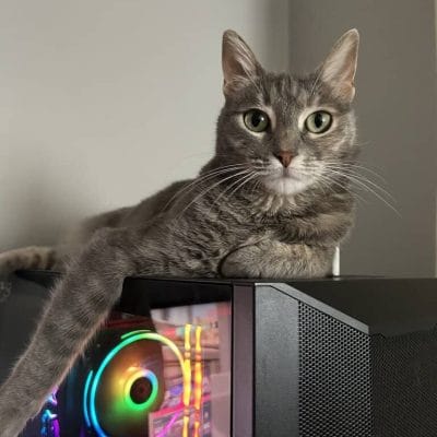 2022_12_kirikkuyruk_sokak_hayvanlari_portali_miyavlayan_kedi.jpg.