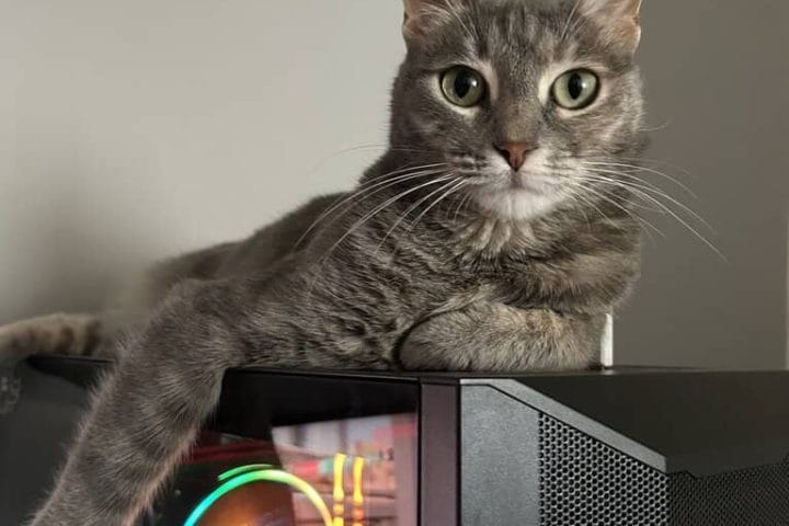 2022_12_kirikkuyruk_sokak_hayvanlari_portali_miyavlayan_kedi.jpg.