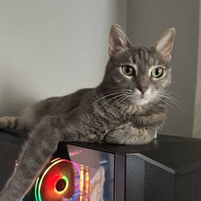 Yavru kedi, bilgisayar kasası üzerinde yatarken sevimli ve enerjik sokak hayvanı, kedili portre, sokak hayvanları sevgiyle bakım ve sahiplendirme, Kırık Kuyruk sokak hayvanları portalı.