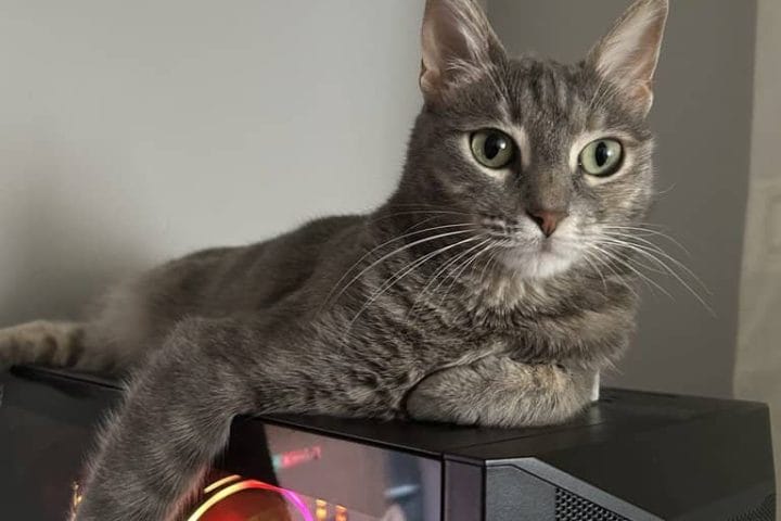 Yavru kedi, bilgisayar kasası üzerinde yatarken sevimli ve enerjik sokak hayvanı, kedili portre, sokak hayvanları sevgiyle bakım ve sahiplendirme, Kırık Kuyruk sokak hayvanları portalı.