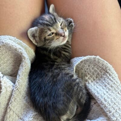 Küçük sokak kedisi yavru, sevimli ve bakımlı, sokak hayvanları portalı için uygun bir hayvan fotoğrafı.