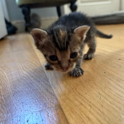 Minik yavru kedi, sokak hayvanları koruma, sevimli sokak kedisi, kedi fotoğrafı, hayvan kurtarma, sokak hayvanları portalı, kedi bakımı, yavru kedi sokakta.