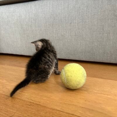 Minik kedi, eski tenis topu ile birlikte iç mekan, sokak hayvanları portalı, sevimli yavru kedi, hayvan severler için ideal kare.